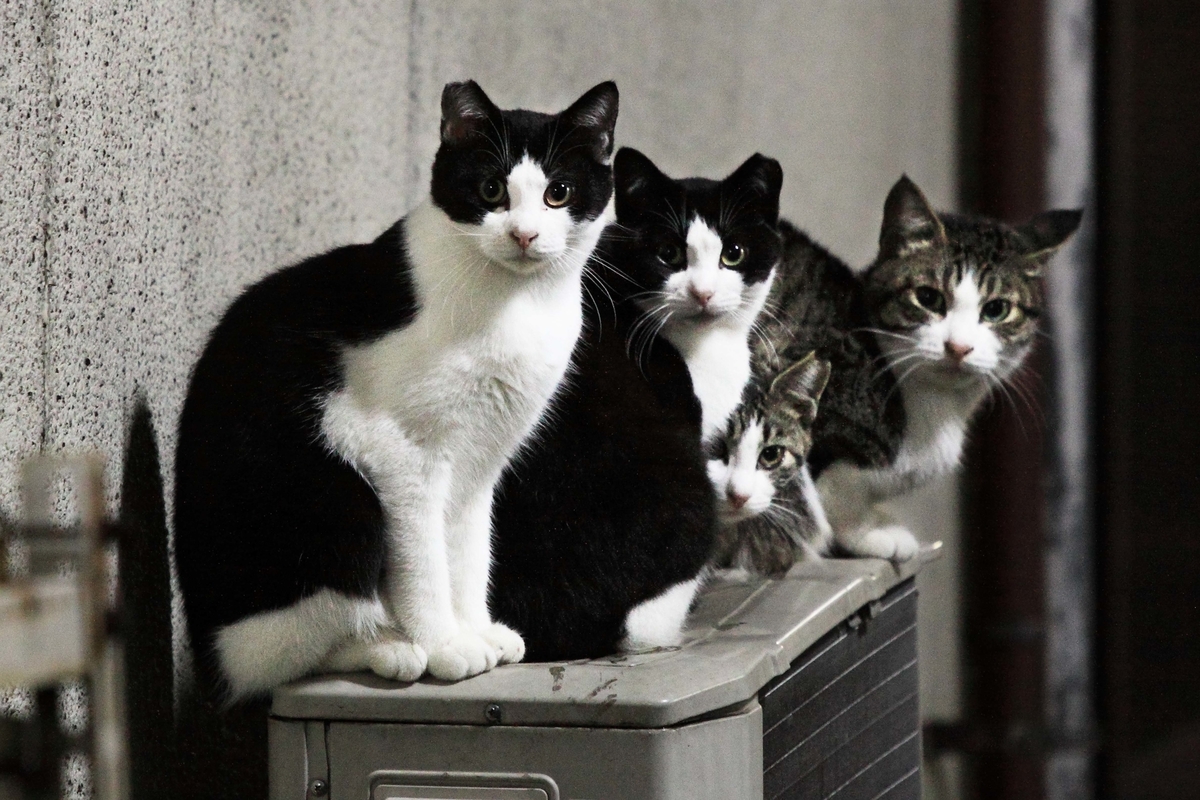 猫の親子が整列 還暦のカメラ小僧 三好学生のフォトライフin大阪