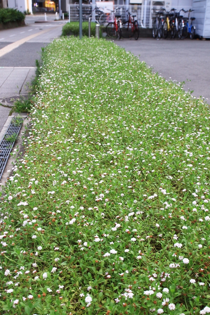 幹線道路沿いにシジミチョウがいた 還暦のカメラ小僧 三好学生のフォトライフin大阪