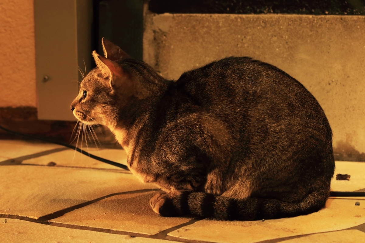 小さな神社にいた人懐こい猫 還暦のカメラ小僧 三好学生のフォトライフin大阪