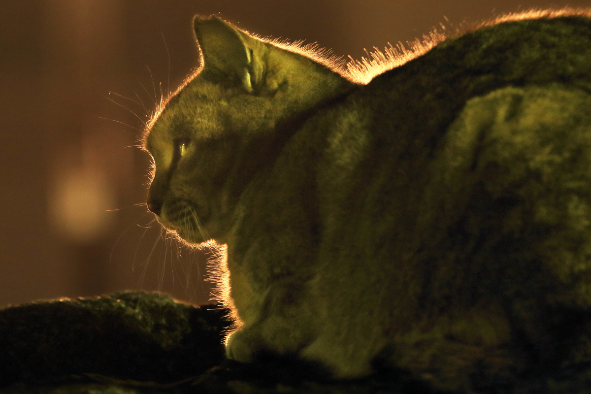 f:id:sanchan60:20211221220409j:plain