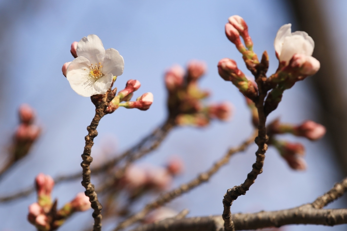 f:id:sanchan60:20220324160756j:plain