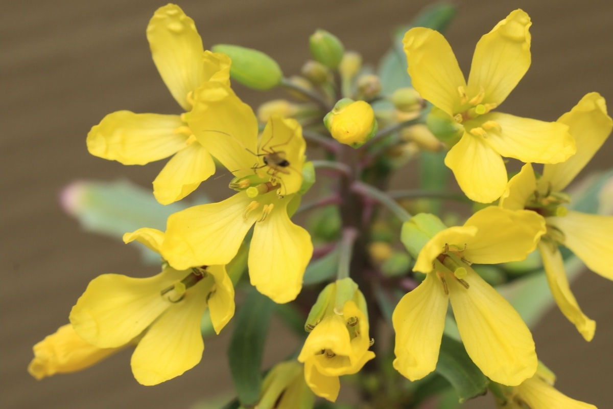 ハボタンの花が咲いた 還暦のカメラ小僧 三好学生のフォトライフin大阪