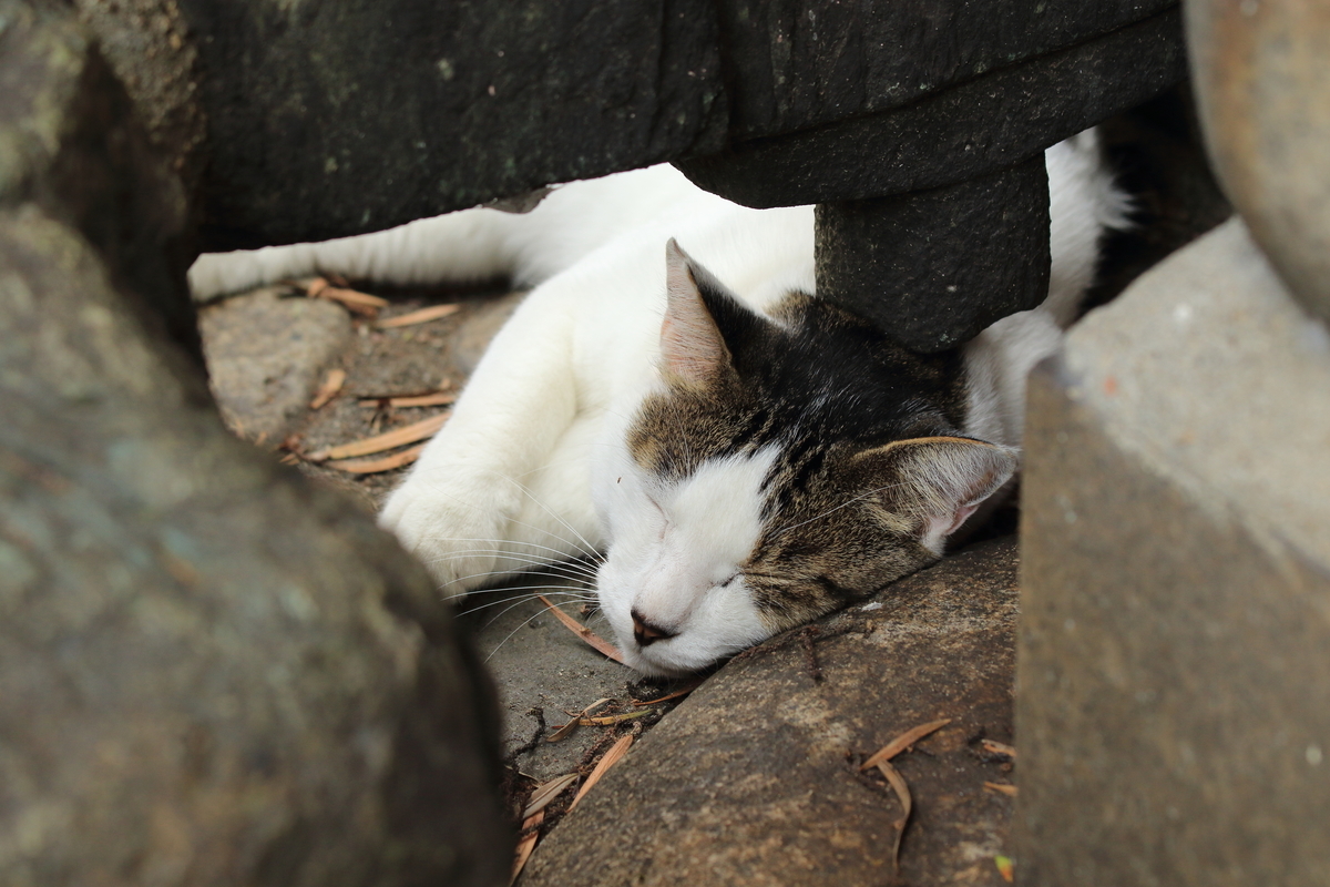 猫塚で眠るのはまだ早いぜ - 還暦のカメラ小僧・三好学生のフォトライフin大阪