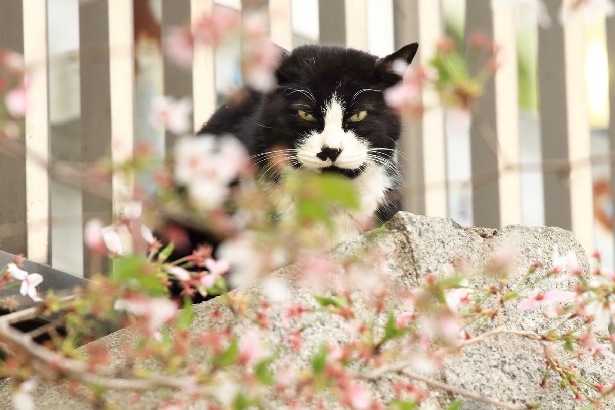 名残の桜を猫とともに - 還暦のカメラ小僧・三好学生のフォトライフin大阪