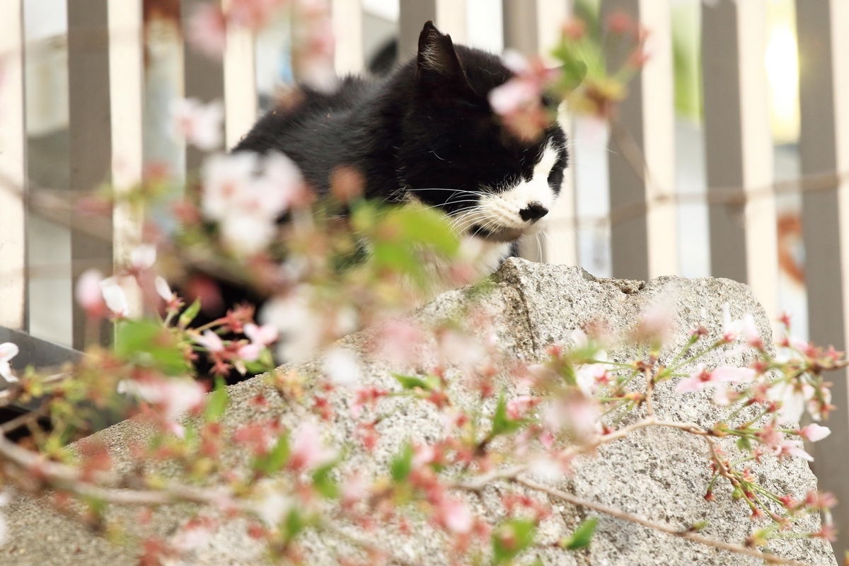 名残の桜を猫とともに - 還暦のカメラ小僧・三好学生のフォトライフin大阪