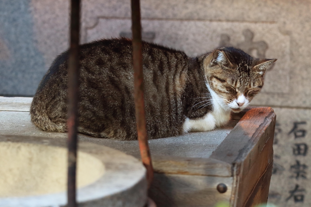 三猫三様の雨宿り - 還暦のカメラ小僧・三好学生のフォトライフin大阪