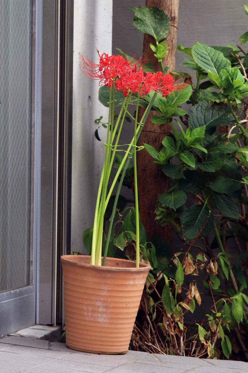 鉢植えの彼岸花 - 還暦のカメラ小僧・三好学生のフォトライフin大阪