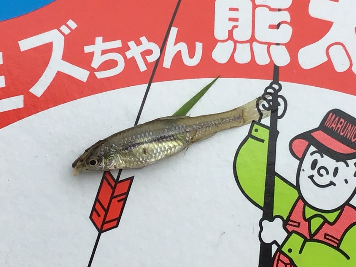 f:id:sanchan_neo:20190709212322j:plain f:id:sanchan_neo:20190709212322j:plain