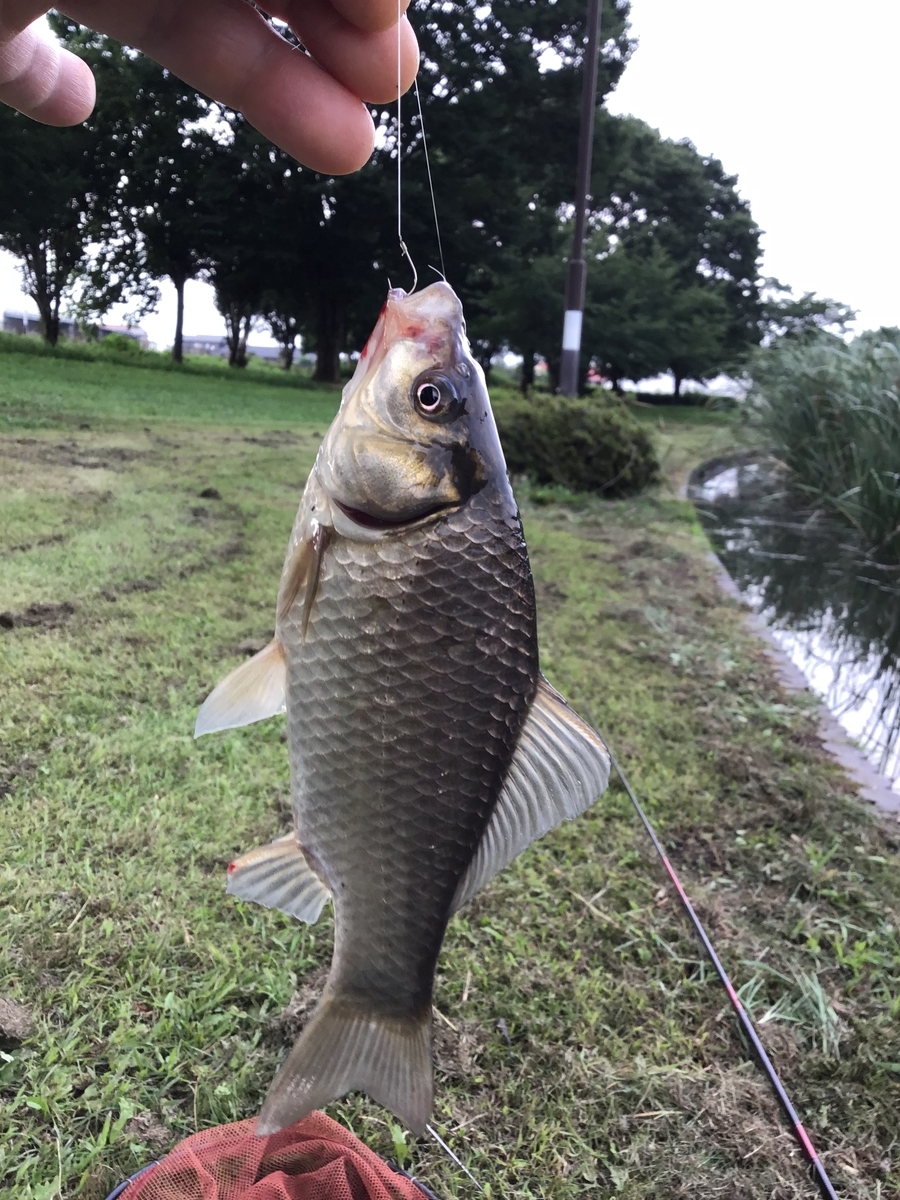 f:id:sanchan_neo:20190723220517j:plain