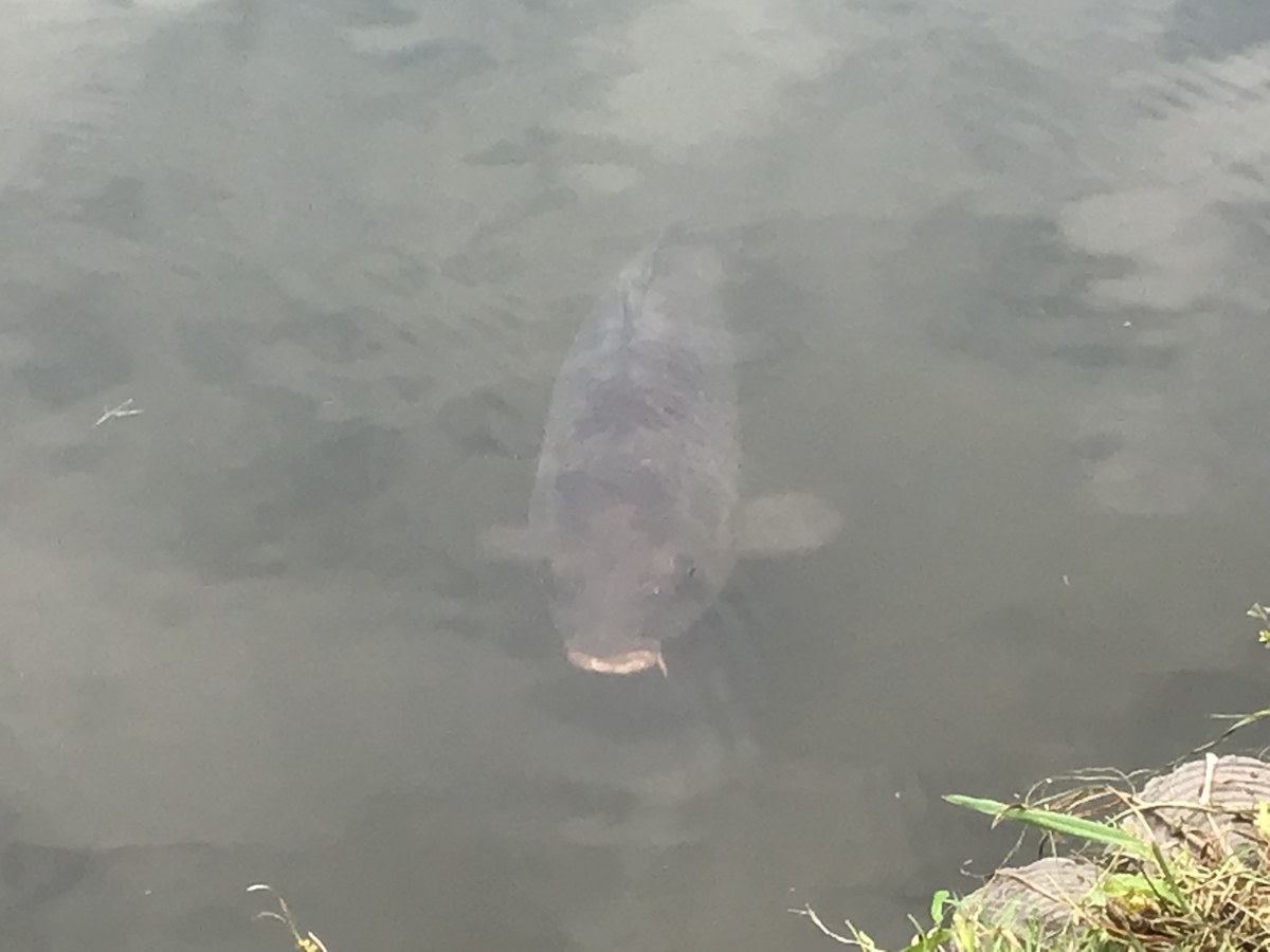 f:id:sanchan_neo:20190725212350j:plain f:id:sanchan_neo:20190725212350j:plain