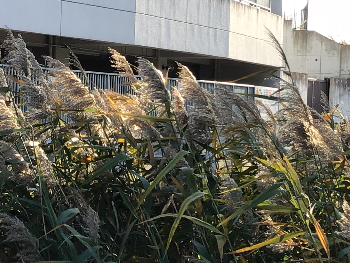 f:id:sanchan_neo:20191125195533j:plain f:id:sanchan_neo:20191125195533j:plain