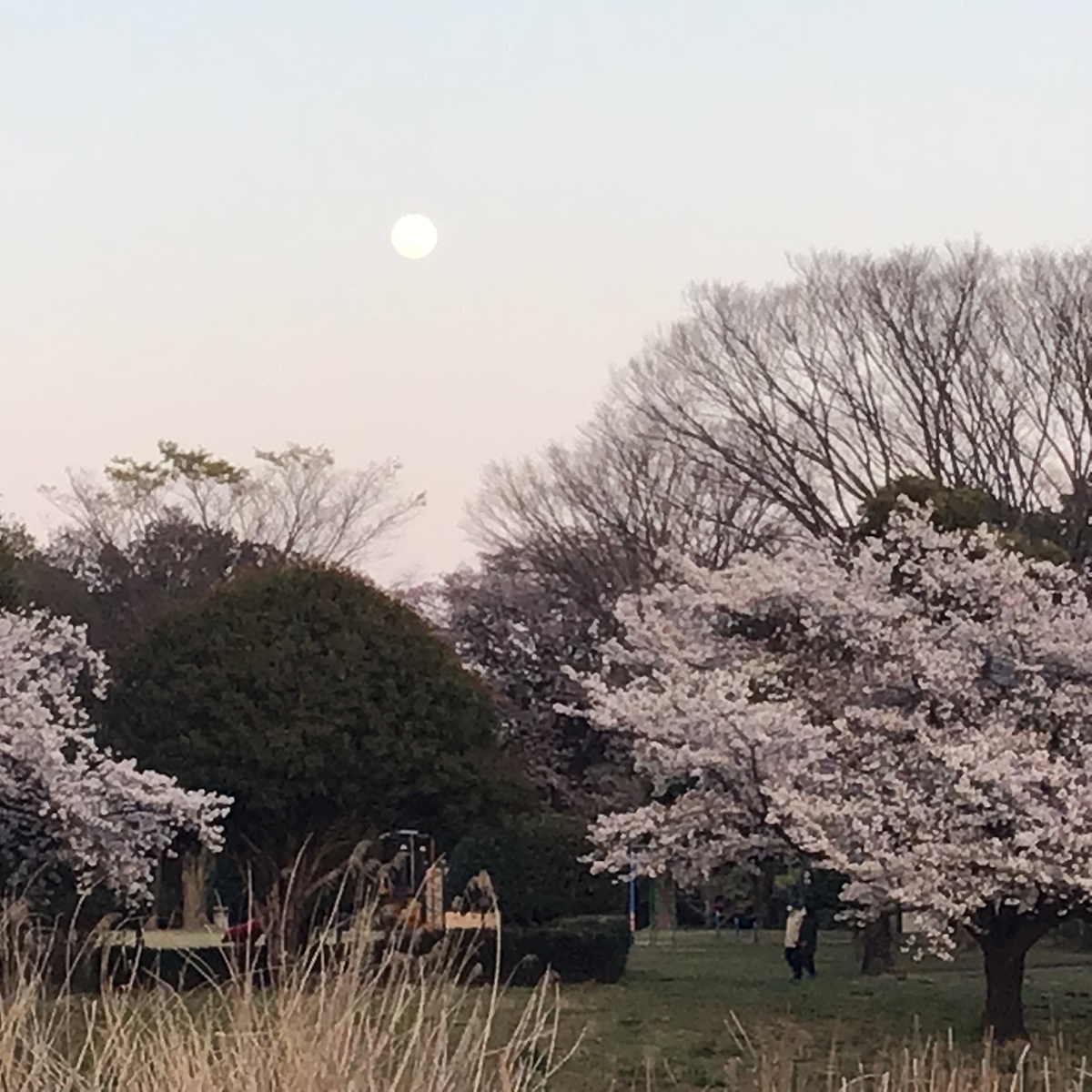 f:id:sanchan_neo:20200411222433j:plain