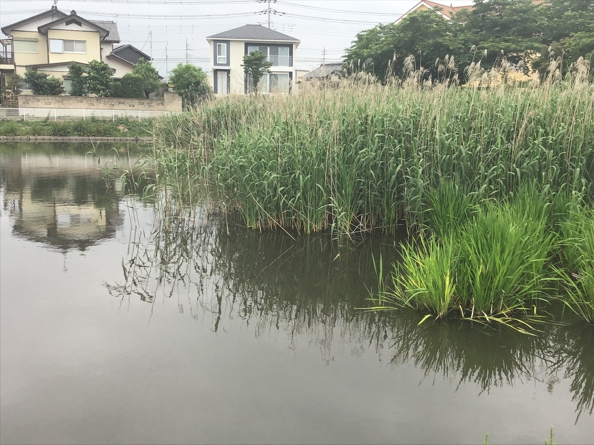 f:id:sanchan_neo:20200601214614j:plain