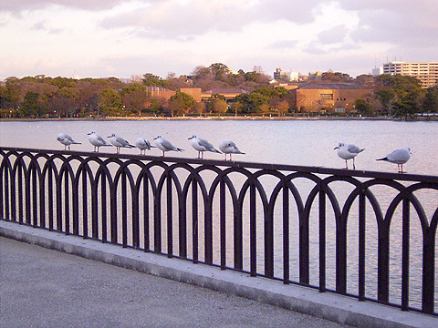 橋　2009.1/5　大濠公園
