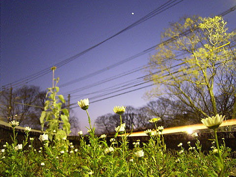 1月の花畑　2009.1/5　城内
