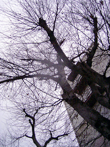 冬空　2009.1/14　箱崎　むくのき