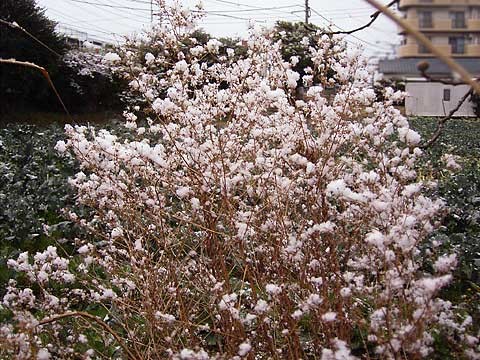 雪の花　2009.1/24