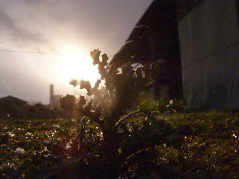 冬　2009.1/24