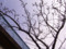 桜　2009.2/15　麦野公園