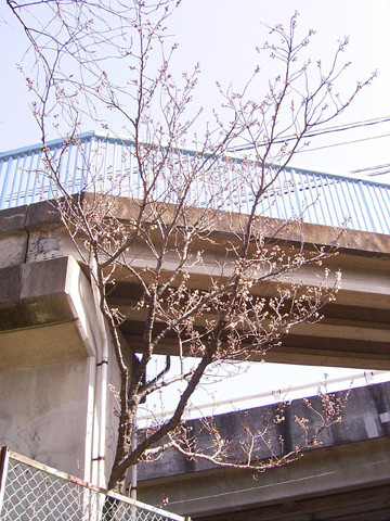 さくらがさいた　2009.2/21　麦野公園