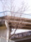 さくらがさいた　2009.2/21　麦野公園