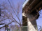 さくらがさいた　2009.2/21　麦野公園