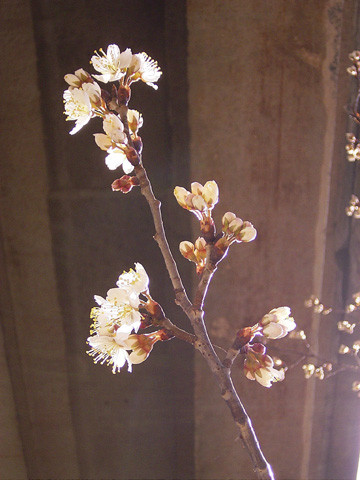 さくらがさいた　2009.2/21　麦野公園