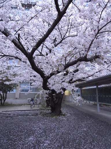 花降り積む　2009.3.29　九州大学六本松キャンパス