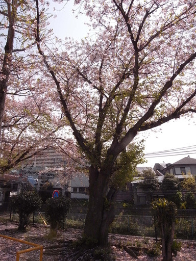 麦野公園の桜　2009.4.5