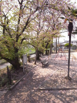 麦野公園の桜　2009.4.5