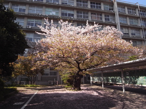 跡地の桜　2009.4.6　九州大学六本松キャンパス跡地