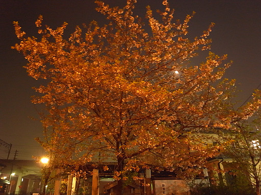 月　2009.4.8　箱崎　新楽桜