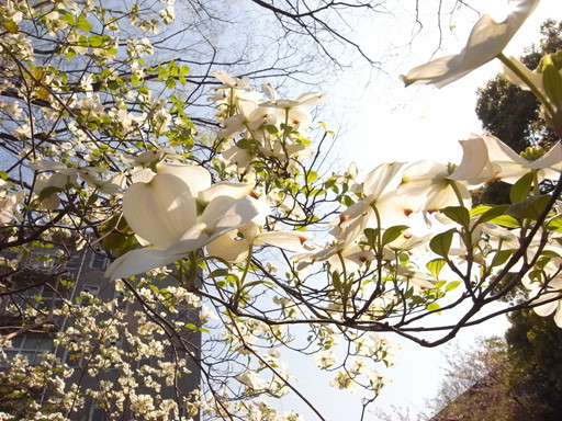 花　2009.4.10　九州大学六本松キャンパス跡地　花水木