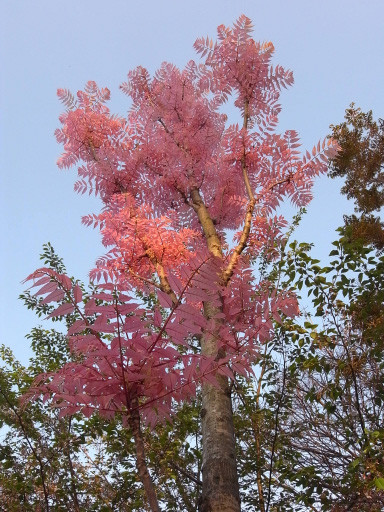西公園チャンチン　2009.4.12　福岡市中央区