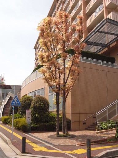 雑餉隈チャンチン　2009.4.15