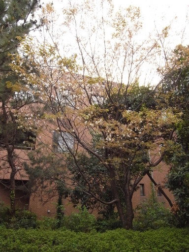 六本松の山桜　2009.4.15　九州大学旧六本松キャンパス