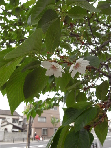 桜　2009.4.20　箱崎　新楽桜