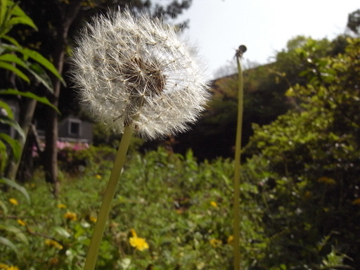 風待草　2009.4.17　九州大学旧六本松キャンパス