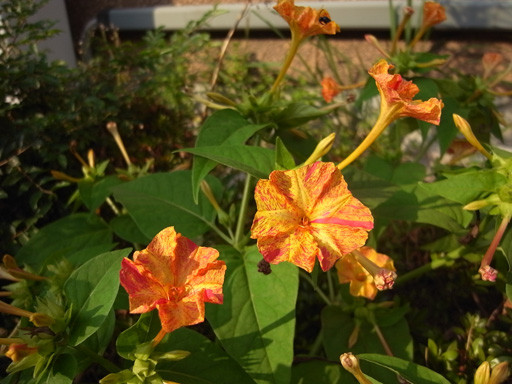 黄と紅と　2009.6.26　九州大学六本松キャンパス跡地