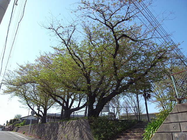 麦野公園の桜　2012.4.15