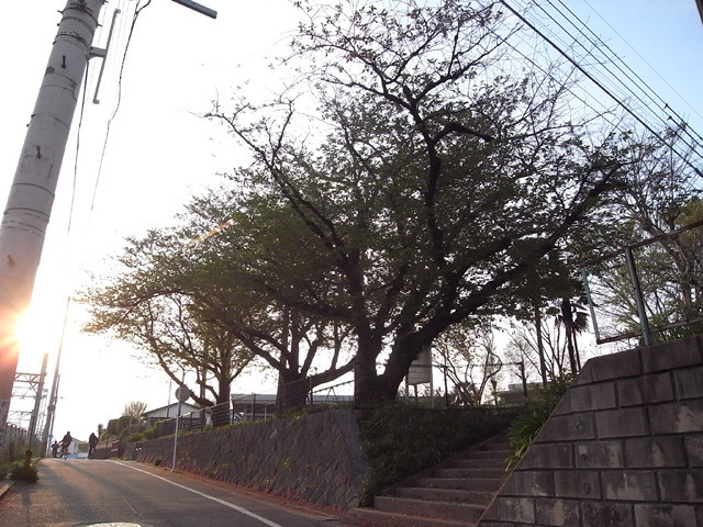 麦野公園の桜　2012.4.17