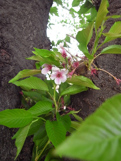 麦野公園の桜　2012.4