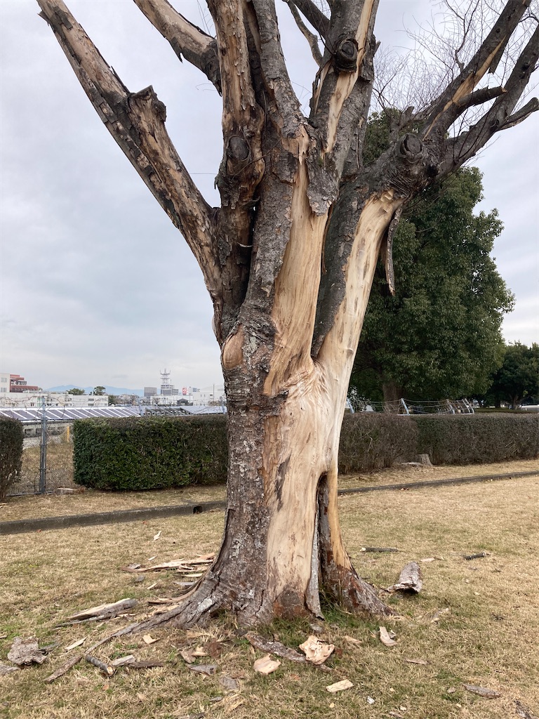 f:id:sanchiroku:20250114125831j:image f:id:sanchiroku:20250114125831j:image