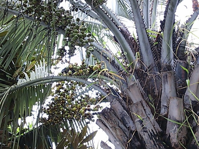 f:id:sanchoutako:20160923202405j:plain f:id:sanchoutako:20160923202405j:plain