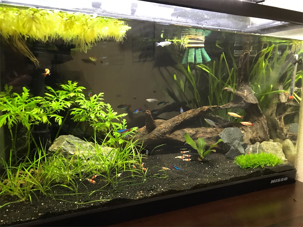 f:id:sand-monkey:20180527133909j:image