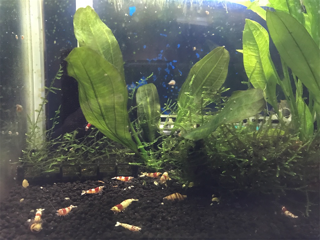 f:id:sand-monkey:20180527142236j:image