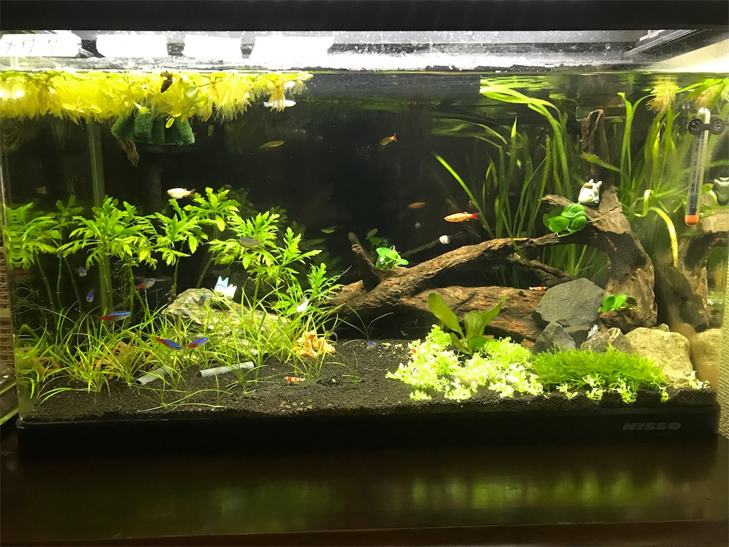 f:id:sand-monkey:20180527153545j:image