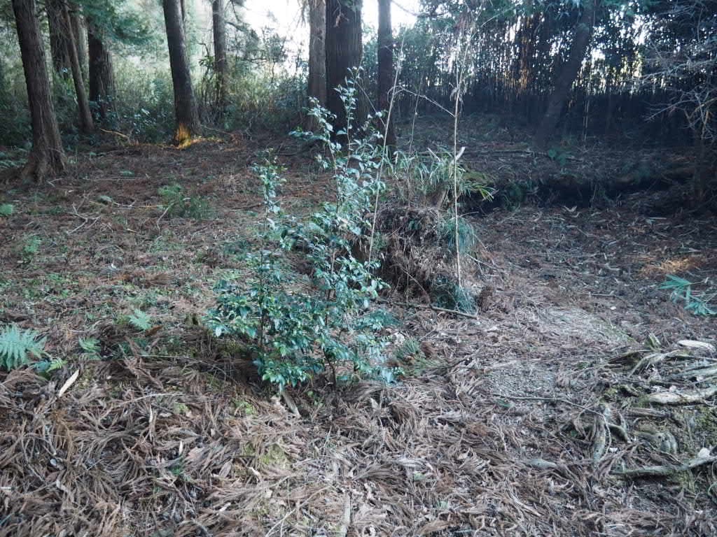 f:id:sandalwood73:20260201201512j:image