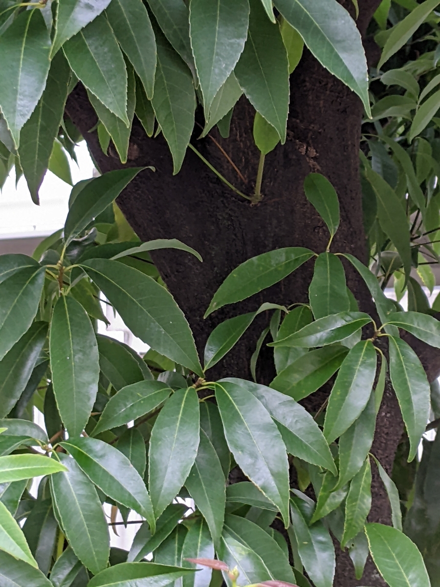 学生生活の記憶(876):シラカシ(白樫)-Quercus myrsinifolia- “Chinese evergreen oak ...