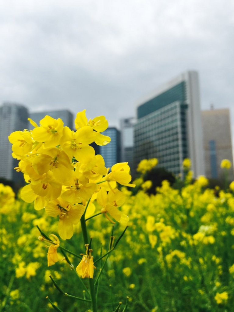 f:id:saneyuu:20160406212950j:plain:w400